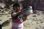 cabo bird girl